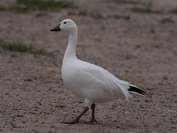 <h3><a href="/trips/Tucson_2023/biota/animalia/chordata/aves/007 anseriformes/003 anatidae/chen caerulescens/chen caerulescens-nl.html">Chen&nbsp;caerulescens</a> / Snow&nbsp;goose / Sneeuwgans</h3>OM-1 met M.300mm F4.0 + MC-14, 1/4000 sec  bij F5.6, ISO 500, afstand 22.3&nbsp;m